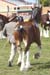 8-Duneske-Regal-Gift-3Ekka-2005