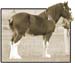8-Duneske-Regal-Gift-4Foalshow07-2nd