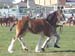 8-DuneskeEmpress-Ekka2006