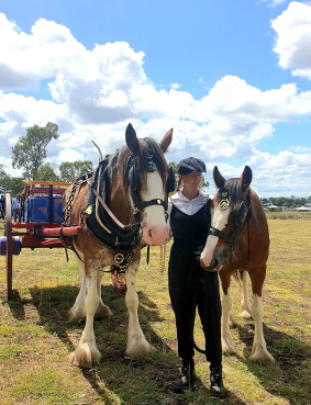 funeral carriage draft horses