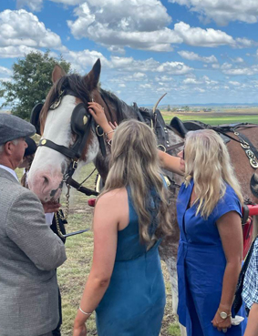 meeting the clydesdales after the funeral