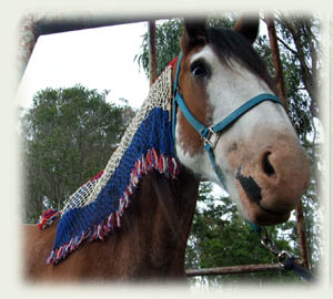 Twylight & mane net
