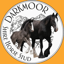 Darkmoor Shires